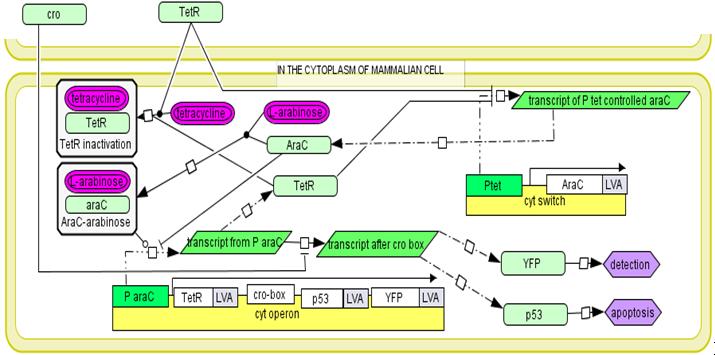 Fig 4. Overview of endosomal detection operon.