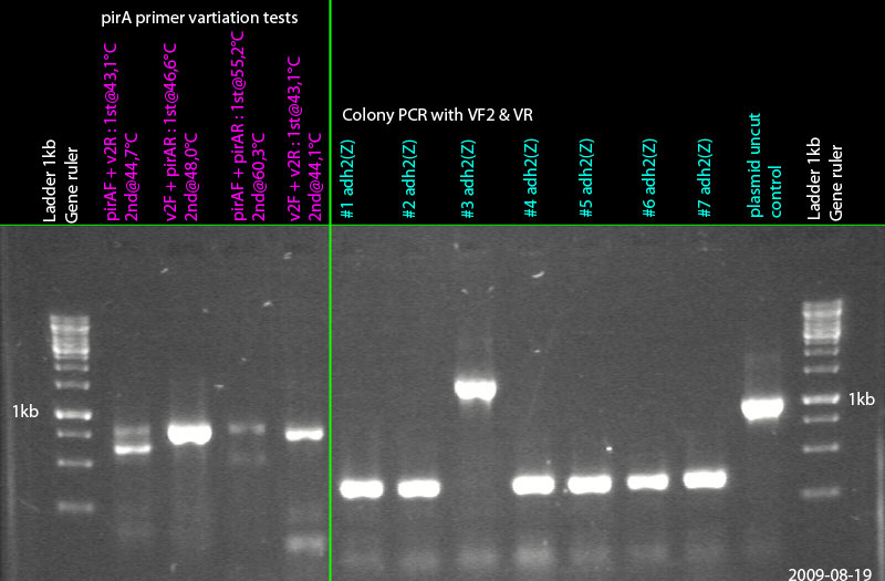 20090819-colonypcr pirA tests-labelled.jpg