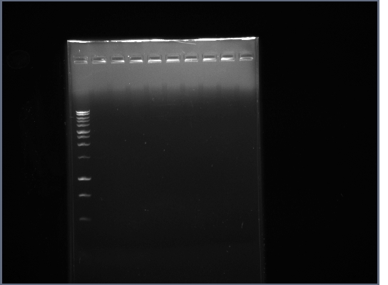 UI09pSB3K3 PCR 7-24.jpg
