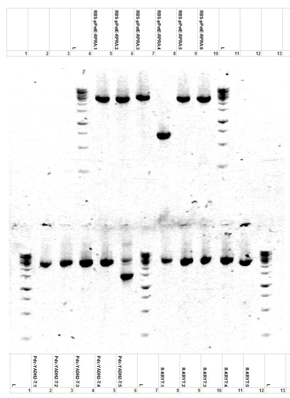 20090921 colony PCR R-PpetE-RPRA Pdc-YAdh2 R-KRYT.jpg.jpg