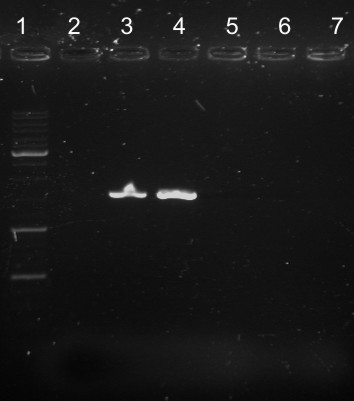 2009.04.22 - PCR hly opisany.jpg