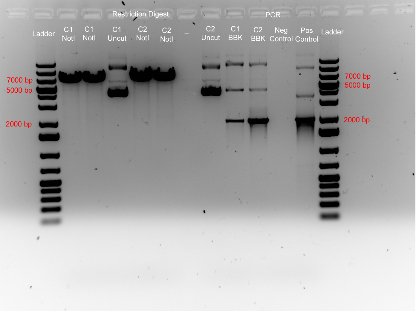 2009.05.28.LuxPQ.BBKVer.RD.PCR.jpg