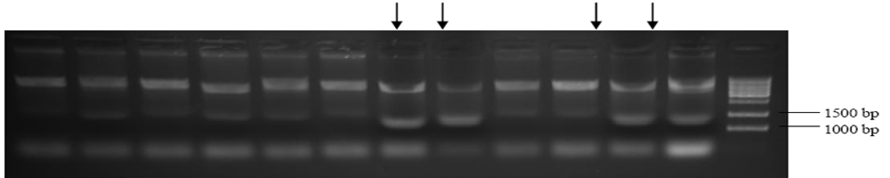 Identification of the Targeted Biobrick positive clones. Desired bands are at 1200-1300 bp