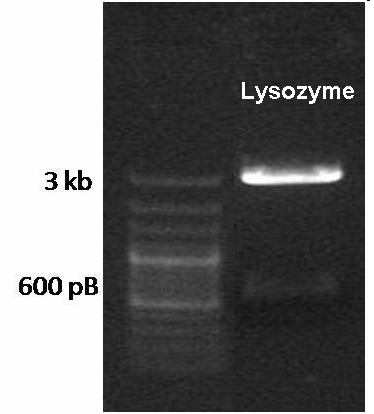 20091008 lysozyme digestion.png