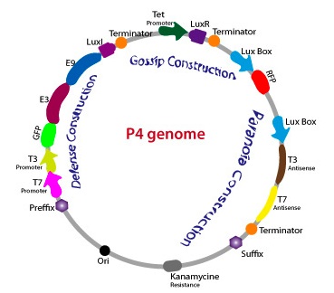 P4 genome.jpg