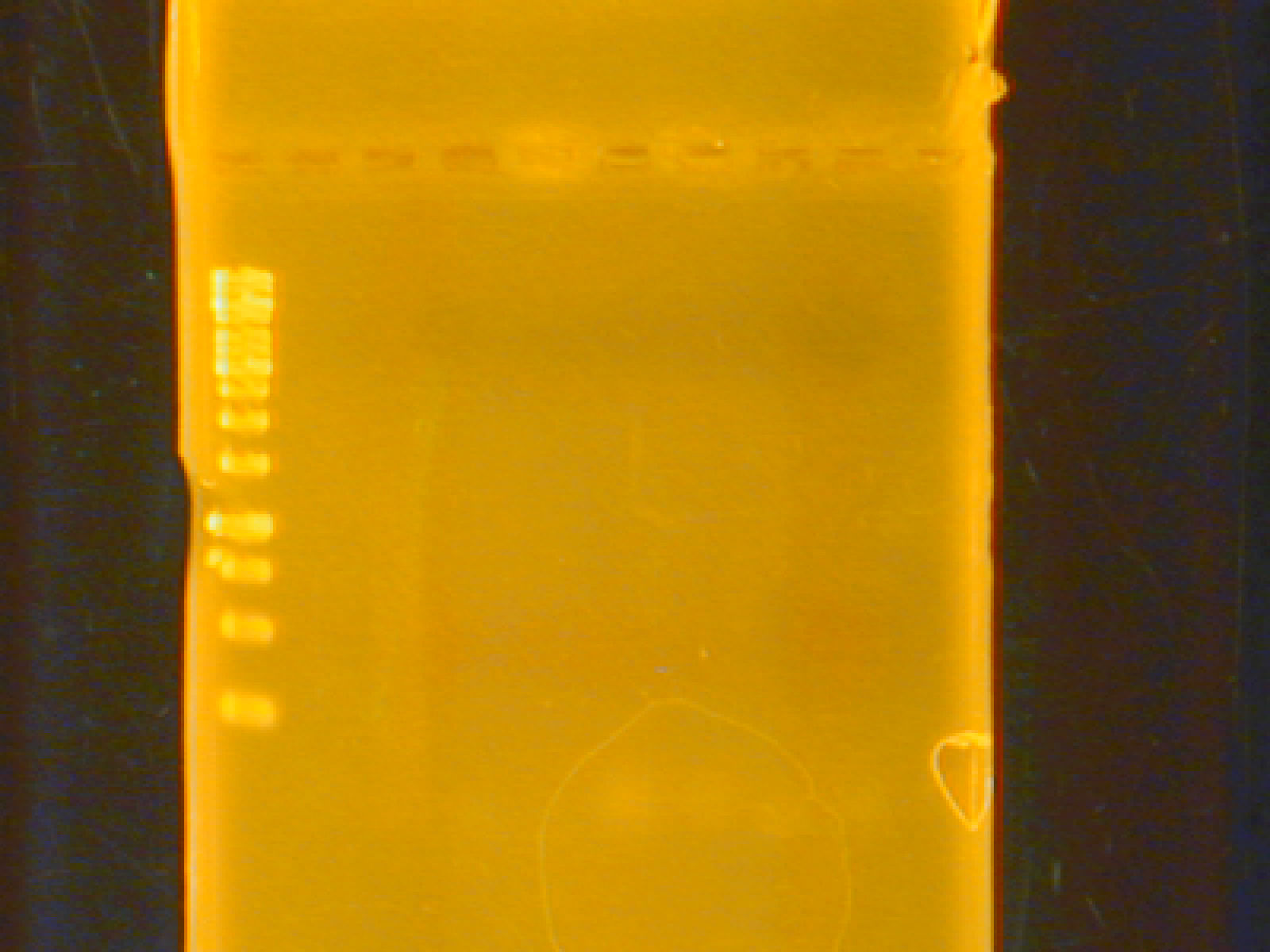 Ohb PCR-Phusion (Rox).JPG