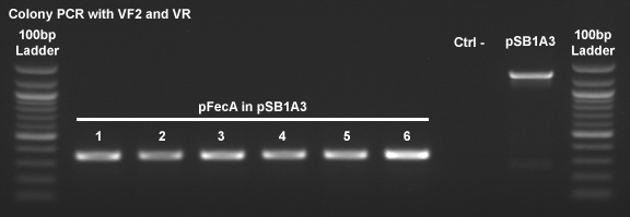 150809 Colony PCR pFecA.png