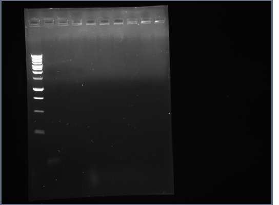 PSB3K3 PCR 7-21.jpg