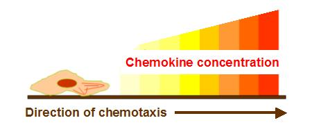 Chemokine concentration chemotaxis.jpg