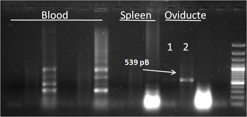 20090902 PCR Lysozyma só ela.JPG