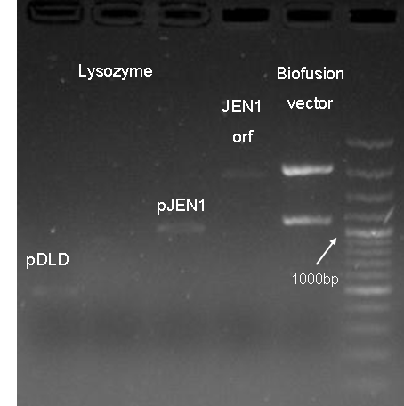 20090905 PCR partes BioF.png