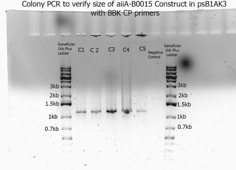 Colony PCR.jpg
