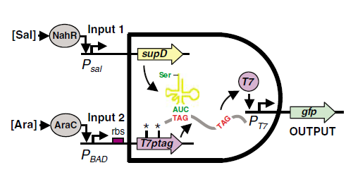 PKU AND Gate Mechanism.png
