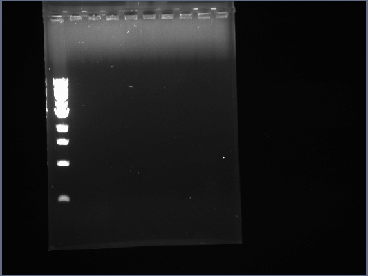 PSB3K3 PCR 7-23.jpg