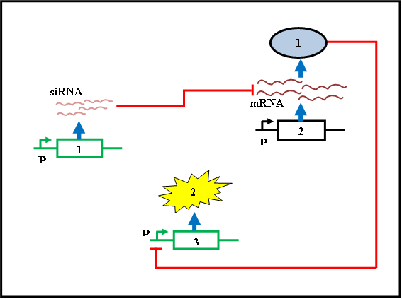 Small interfering RNA.jpg