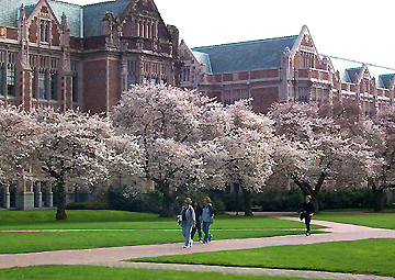 Cherry Blossoms in Spring at UW