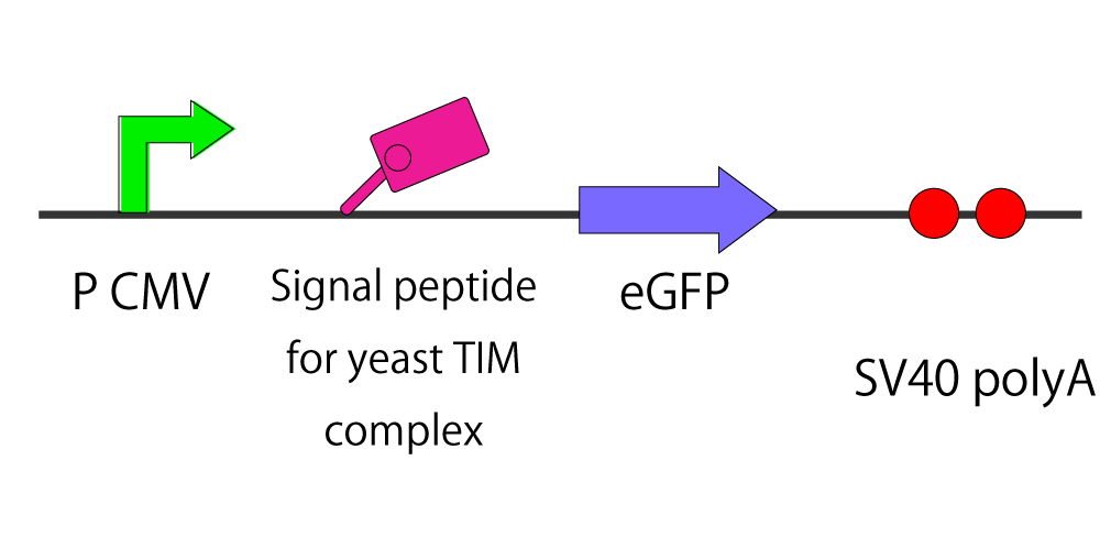 Figure(TIM23complex signal--EGFP generator)2.png
