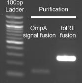Purif OmpA signal fusion & tolRII fusion N term.JPG