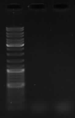 2009.04.21 - PCR hly.jpg
