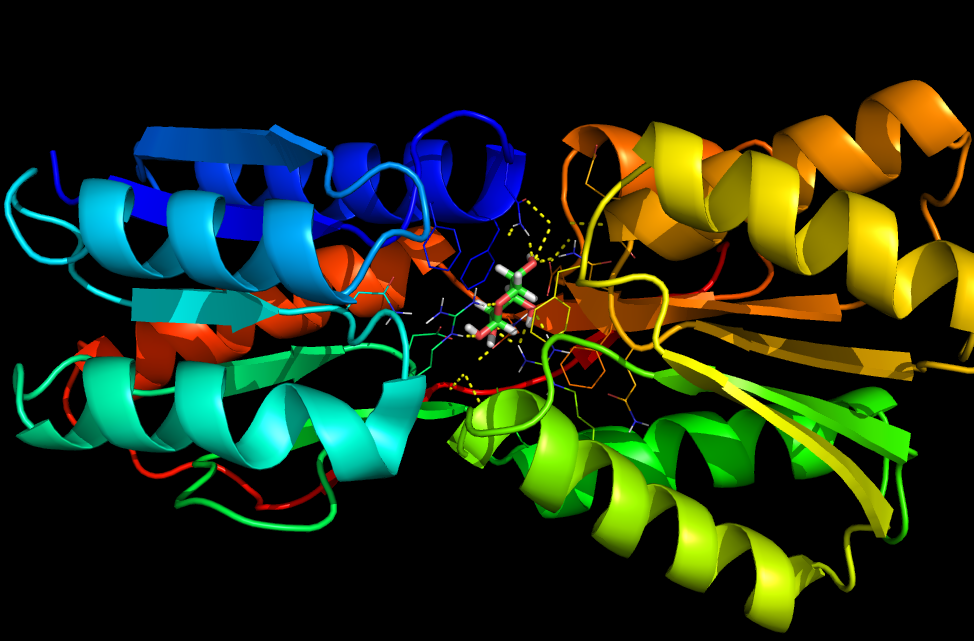 The native E. coli ribose-binding protein