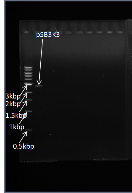UI098-6 pSB3K3 PCR.png