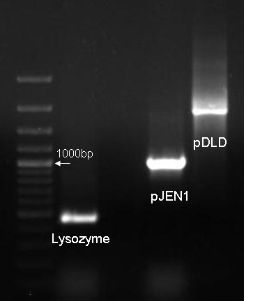 20091005 - PCR - tais 2.JPG