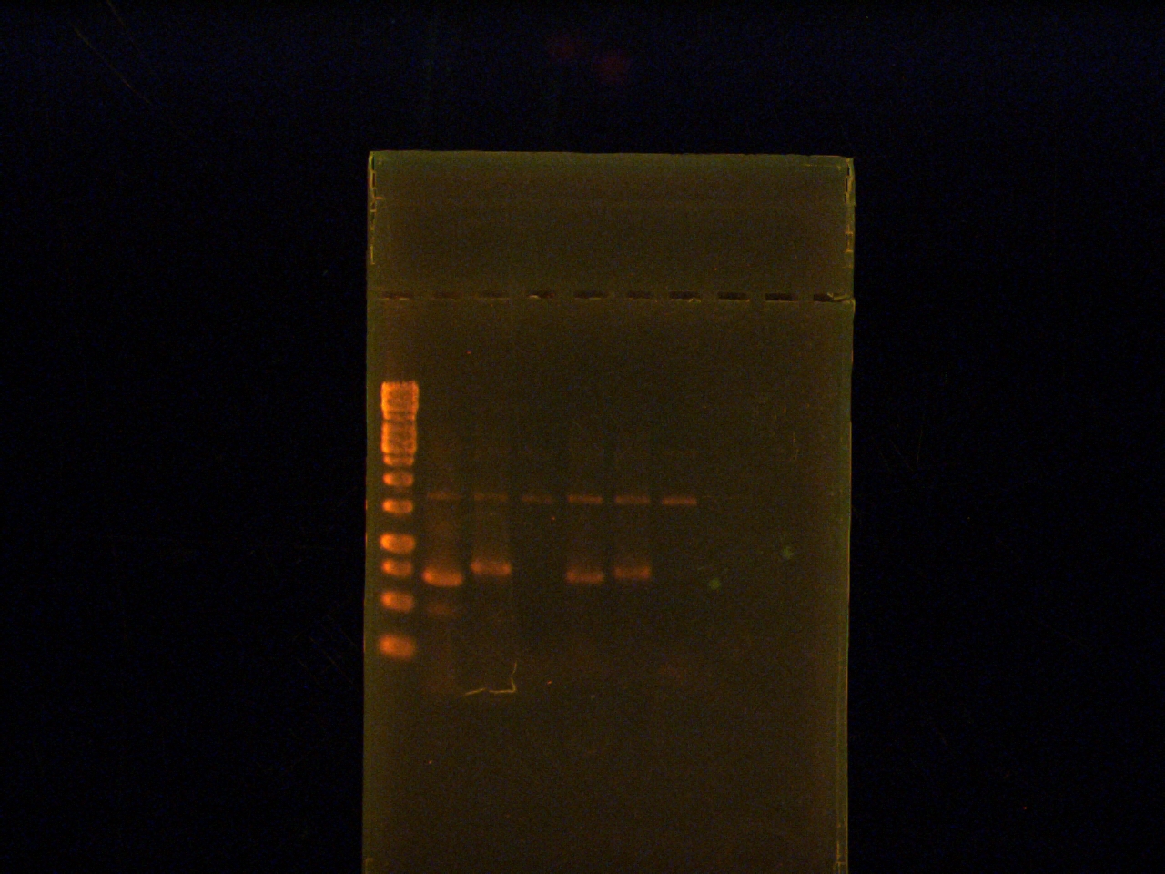 Aug 7 Prep PCR.jpg