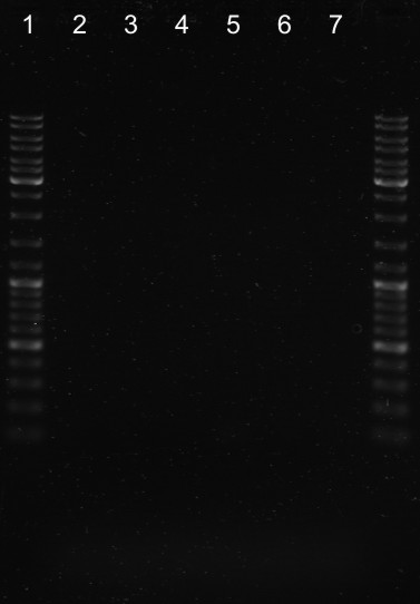 2009.05.11 - PCR pho, mgtc i inv opisany.jpg