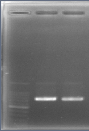 Kyoto PCR 0904.png