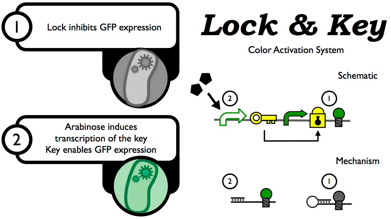 E coli Traffic Light Lock and Key.png