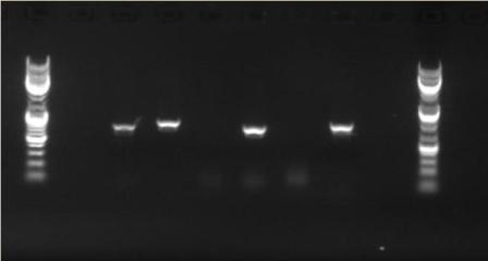 P38 PCR amplification 19-08-09.jpg