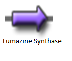 Lumazine Synthase2.png
