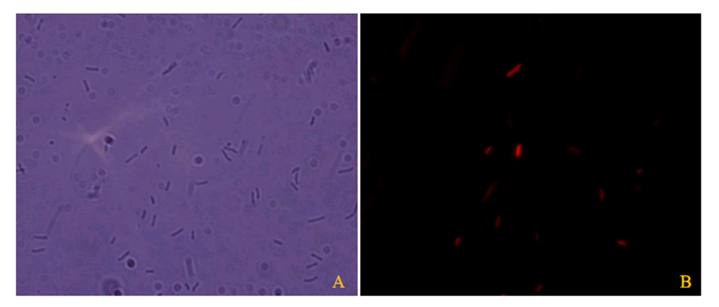 Red fluorescence identification of therapeutic DNA containing bacteria by fluorescence microscopy. Excitation is wide-spectrum. A.Bright Field; B.Red fluorescence identification at the same field
