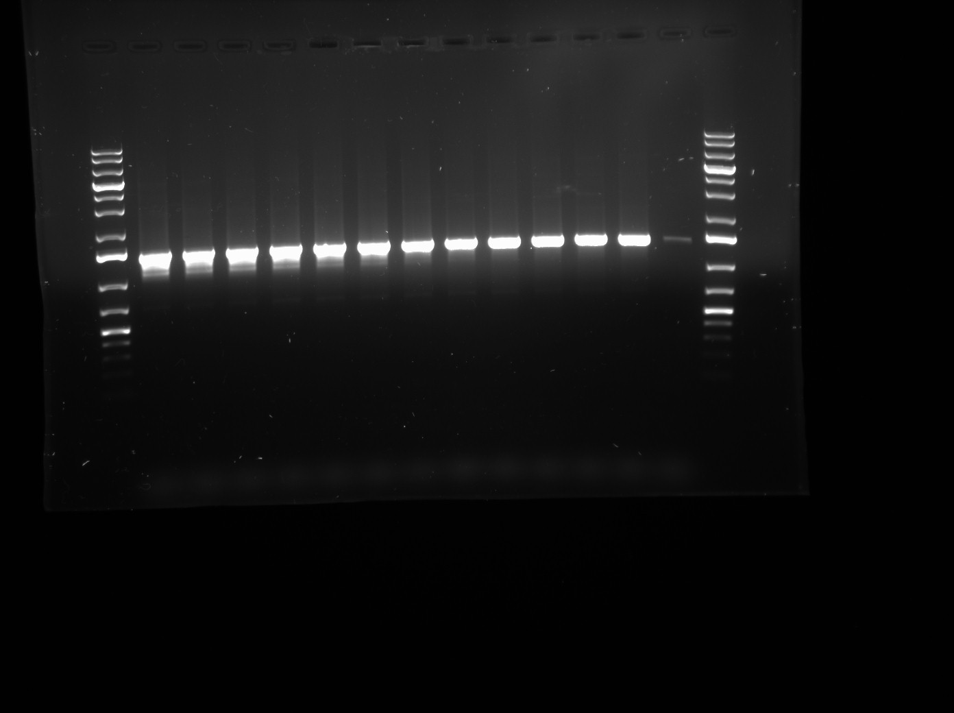 2009.06.12.LuxOD47E Gradient PCR.jpg