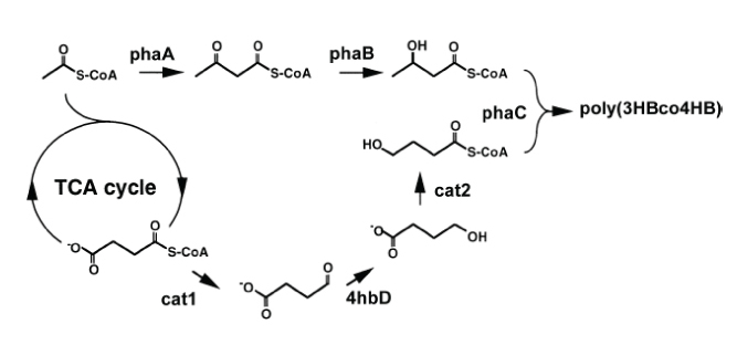 Figure 2. Pathway for poly(3HB-co-4HB) synthesis [citation]