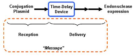 Figure 1. Black Box scheme of the Time-delay genetic circuit. The input of the device is the introduction of the “conjugation plasmid” into the cell; the output is the expression of the endonuclease which will destroy the plasmid hence it will reset the signal or “message”. The consecutive arrows after the black box indicates a time-delay in the output signal. In a “message framework” (dashed orange box), two events should happen: reception and delivery of the message, during the input and before the output of the time-delay device.