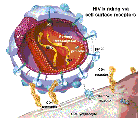 HIV absorb cd4 and ccr5.png