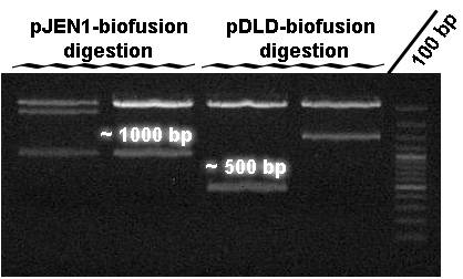 Biofusion-digestion.jpg