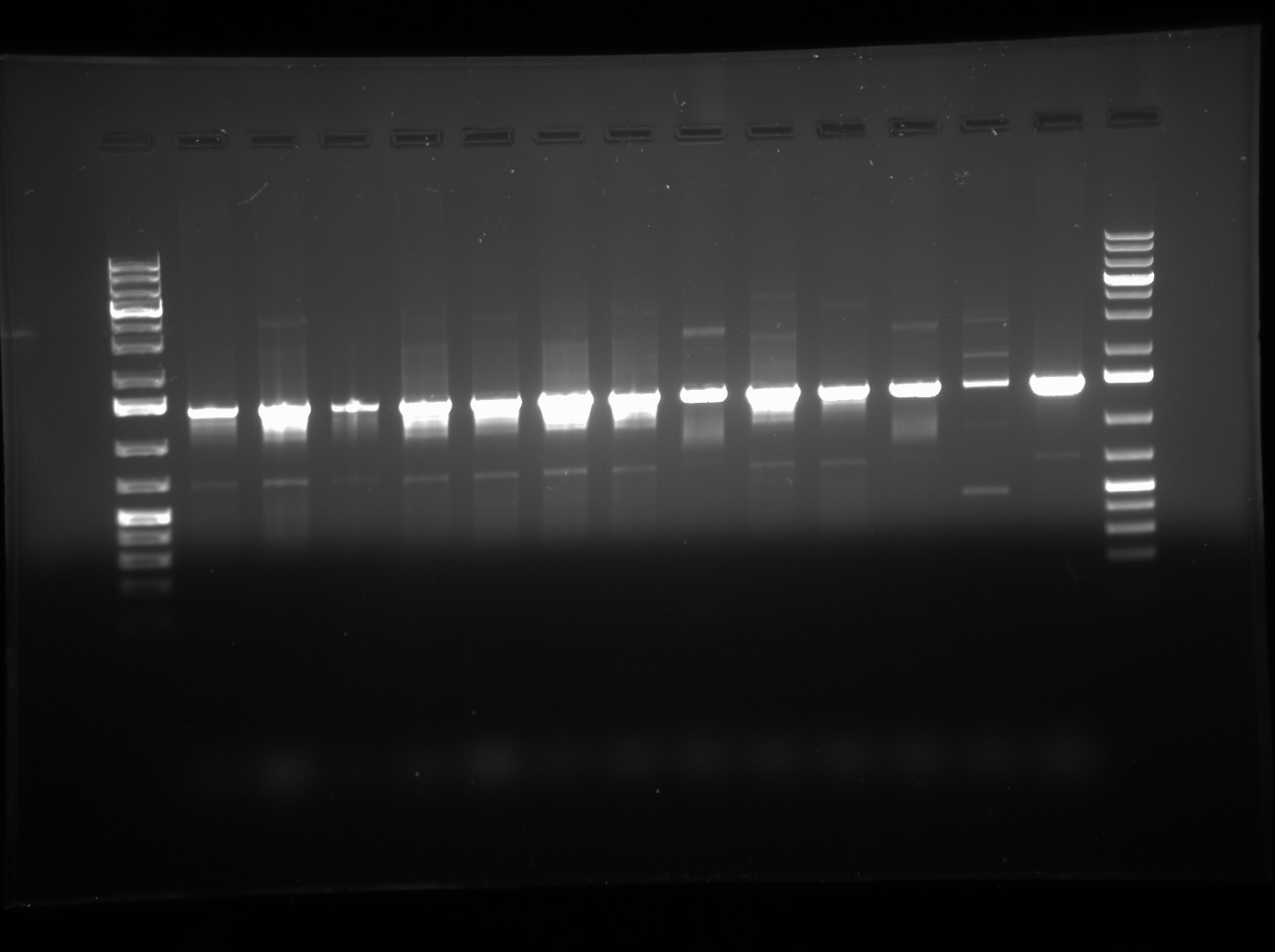 Calgary 2009.06.10.LuxOD47E Gradient PCR.Tif