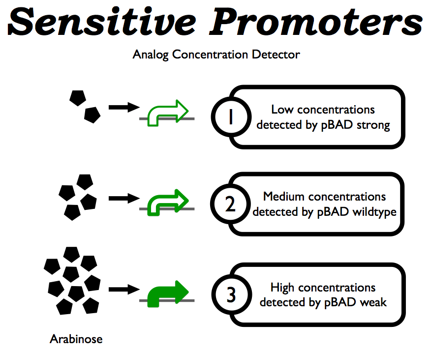 E coli Traffic Light Sensitive Promoters.png