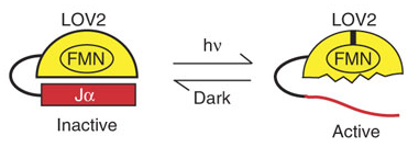 Phototropin switching mechanism