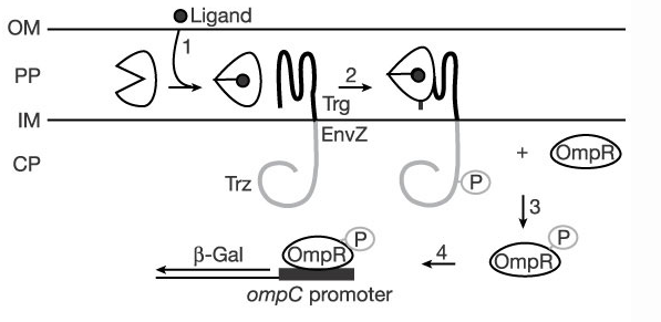 Adapted from The TrgEnvZ-OmpR pathway. From Fig. 3 of Looger, et al.