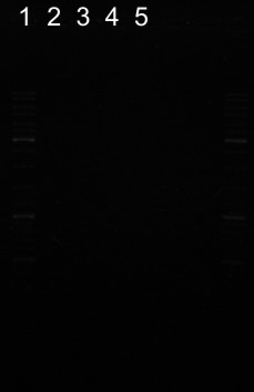 2009.05.08 - PCR pho i mgtc opisany.jpg