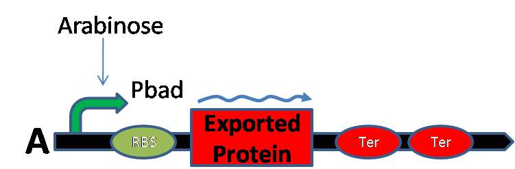 Production of protein of interest
