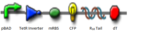 Cterm CFP tetracycline inverter.png