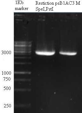 F102471 2009-07-28 15hr 18min PCR3 noted.JPG