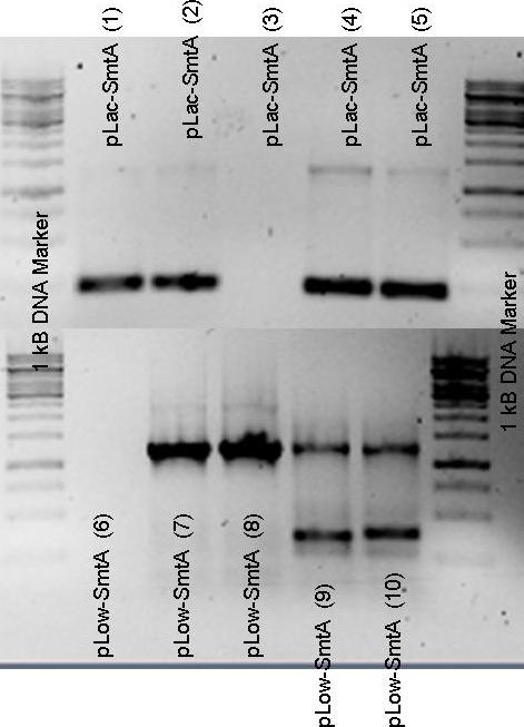Colony PCR SmtA pLow&pLac (pSB1A2) - 31august2009.jpg