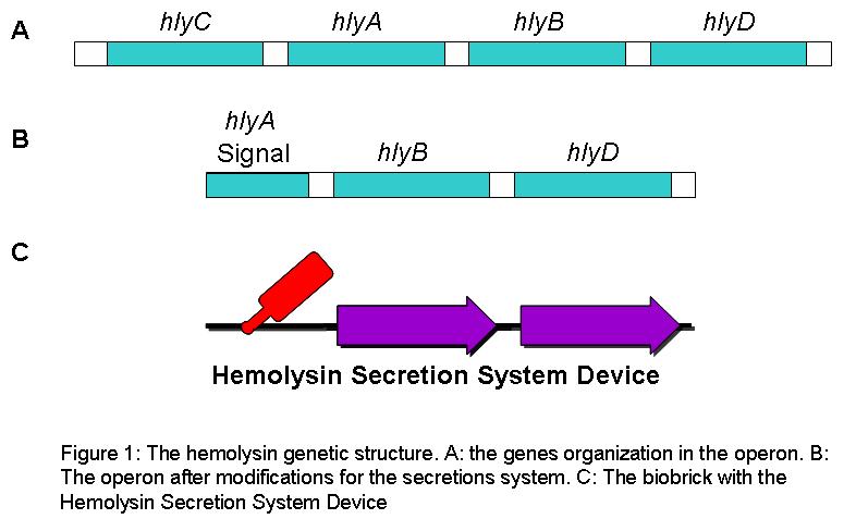 Hemolysin secretion system.JPG