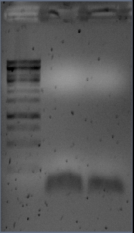 F102471 2009-07-21 01hr 30min PCR1GelMislukt.jpg