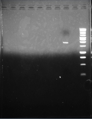Illinois- Gel 1 of PCR of pJU-334.jpg